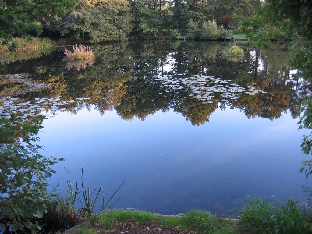 Stockbridge Pond Scenery - Farnham Angling Society