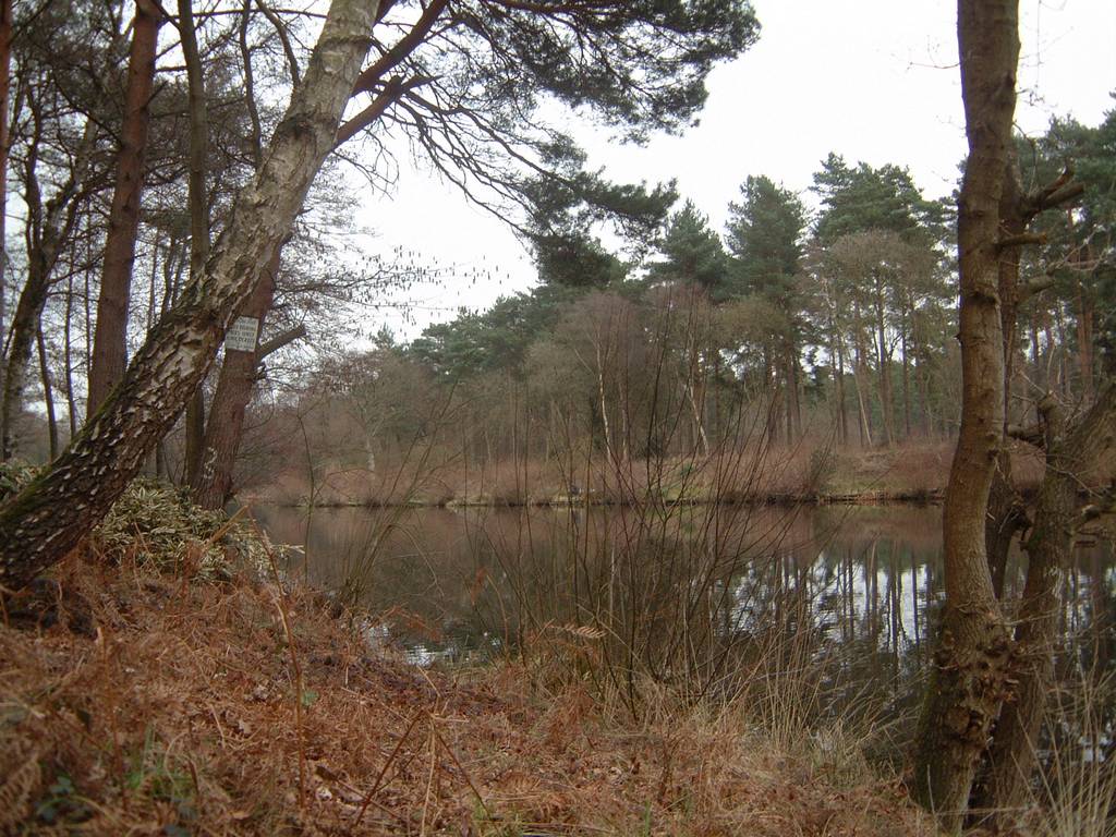 Stockbridge Pond Scenery - Farnham Angling Society